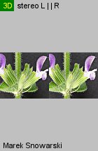 Salvia viridis (szałwia zielona)