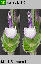 Salvia viridis (szałwia zielona)