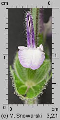 Salvia viridis (szałwia zielona)