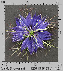 Nigella damascena (czarnuszka damasceńska)