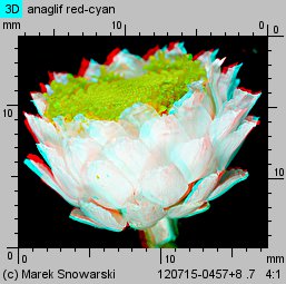 Ammobium alatum (wiekuistka rozgałęziona)