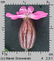 Silene pendula (lepnica pnąca)