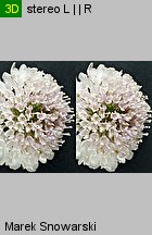 Scabiosa atropurpurea (driakiew purpurowa)