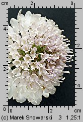 Scabiosa atropurpurea (driakiew purpurowa)