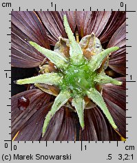 Thelesperma burridgeanum (kosmidium)