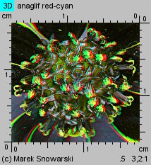 Thelesperma burridgeanum (kosmidium)