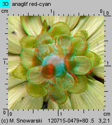 Zinnia haageana (cynia wąskolistna)