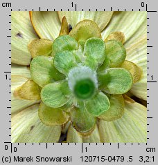 Zinnia haageana (cynia wąskolistna)