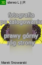 Chrysanthemum carinatum (złocień trójbarwny)