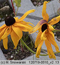 Rudbeckia hirta (rudbekia owłosiona)