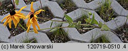 Rudbeckia hirta (rudbekia owłosiona)