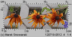 Rudbeckia hirta (rudbekia owłosiona)