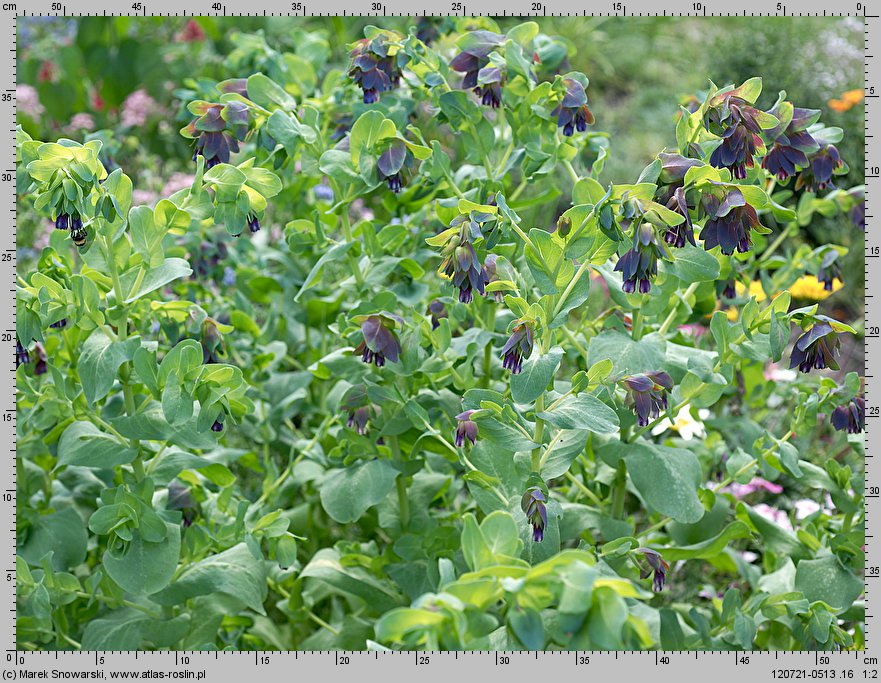 Cerinthe major (ośmiał wielki)