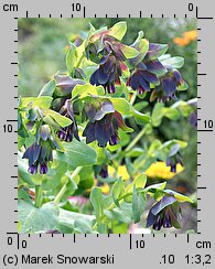 Cerinthe major (ośmiał wielki)