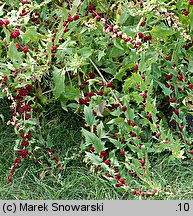 Blitum virgatum (komosa rózgowa)