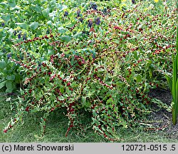 Blitum virgatum (komosa rózgowa)