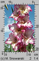 Gladiolus ×hybridus (mieczyk ogrodowy)