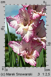 Gladiolus ×hybridus (mieczyk ogrodowy)