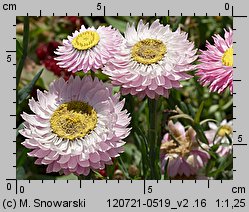 Rhodanthe chlorocephala ssp. rosea (suchlin różowy)