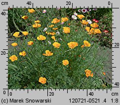 Eschscholzia californica (pozłotka kalifornijska)