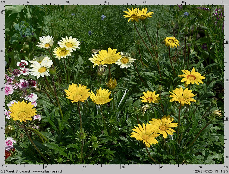 Gazania ×hybrida (gazania lśniąca)