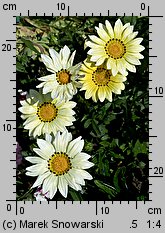 Gazania ×hybrida (gazania lśniąca)