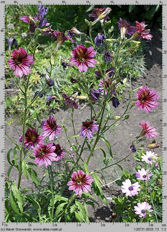 Salpiglossis sinuata (tujałka zmienna)