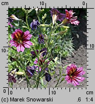 Salpiglossis sinuata (tujałka zmienna)