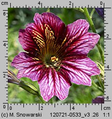 Salpiglossis sinuata (tujałka zmienna)