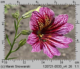 Salpiglossis sinuata (tujałka zmienna)