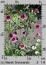 Salpiglossis sinuata (tujałka zmienna)