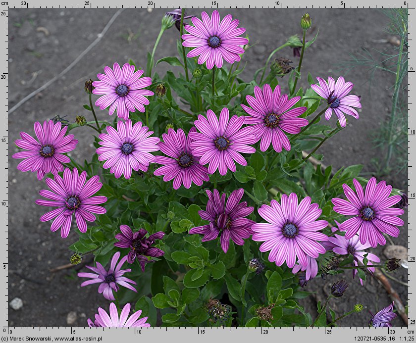 Osteospermum ecklonis (osteospermum)