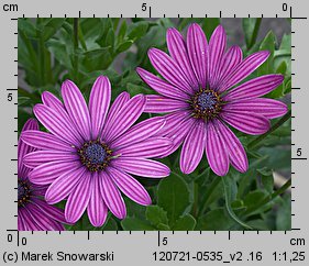 Osteospermum ecklonis (osteospermum)