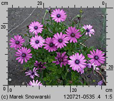 Osteospermum ecklonis (osteospermum)