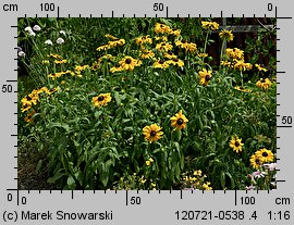 Rudbeckia hirta (rudbekia owłosiona)