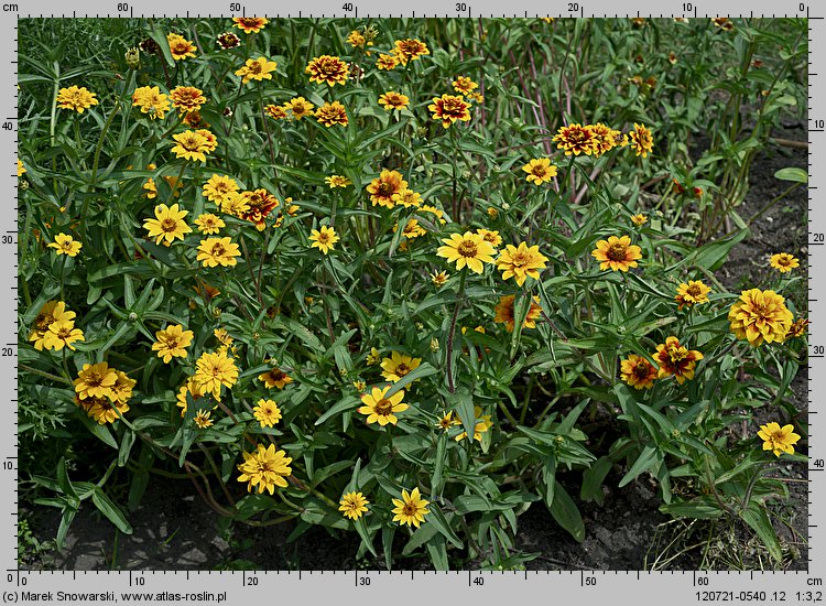 Zinnia haageana (cynia wąskolistna)