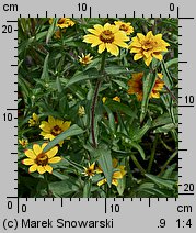 Zinnia haageana (cynia wąskolistna)