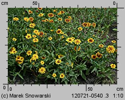 Zinnia haageana (cynia wąskolistna)