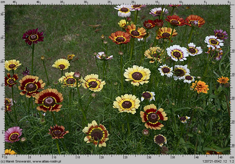 Chrysanthemum carinatum (złocień trójbarwny)