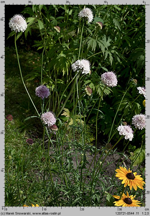 Scabiosa atropurpurea (driakiew purpurowa)