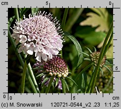 Scabiosa atropurpurea (driakiew purpurowa)