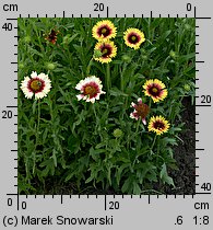 Gaillardia pulchella (gailardia nadobna)