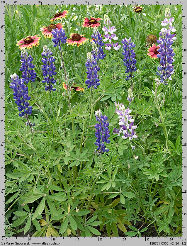 Lupinus hartwegii (łubin Hartwega)