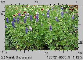 Lupinus hartwegii (łubin Hartwega)