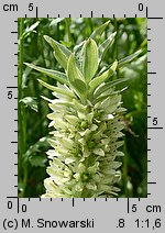 Eucomis autumnalis