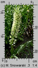 Eucomis autumnalis