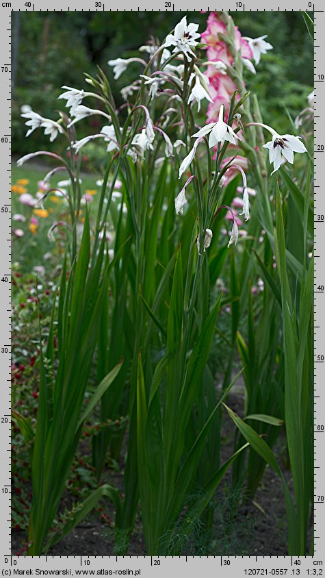 Acidanthera bicolor (acidantera dwubarwna)