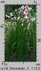 Acidanthera bicolor (acidantera dwubarwna)