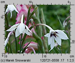 Acidanthera bicolor (acidantera dwubarwna)