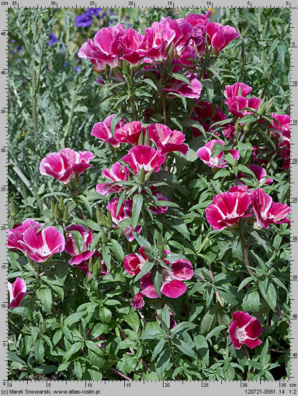 Clarkia amoena ssp. lindleyi (klarkia wdzięczna)